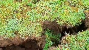 Ополозни в горах Дагестана, прогуливая по горам Табасарана мы увидели много ополозни