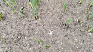 СКАЗКА ВЫХОДНОГО ДНЯ