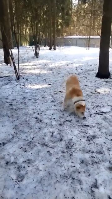 Юная покладистая красавица САО Эля ищет Пост в описании  сао собака алабай любовь счастье