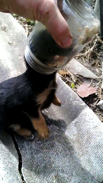 Щенок застрял в банке