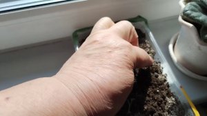 Работа в огороде. Покупки.