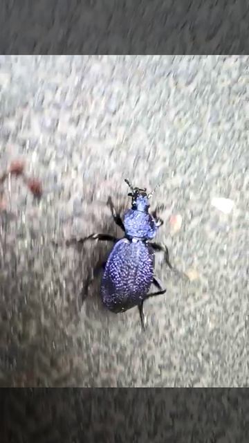 Жужелица Крымская в городе живет