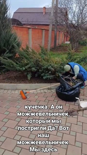 когда достал тебя можжевельник