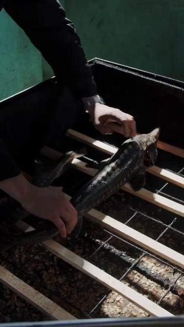 Олег Львов Синеморцо. Как в Астрахани коптят осетров?