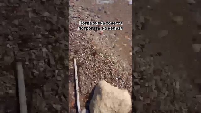 Интересно, а они жалят?