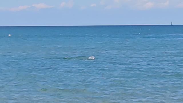 Дельфины в Анапе апрель 2026