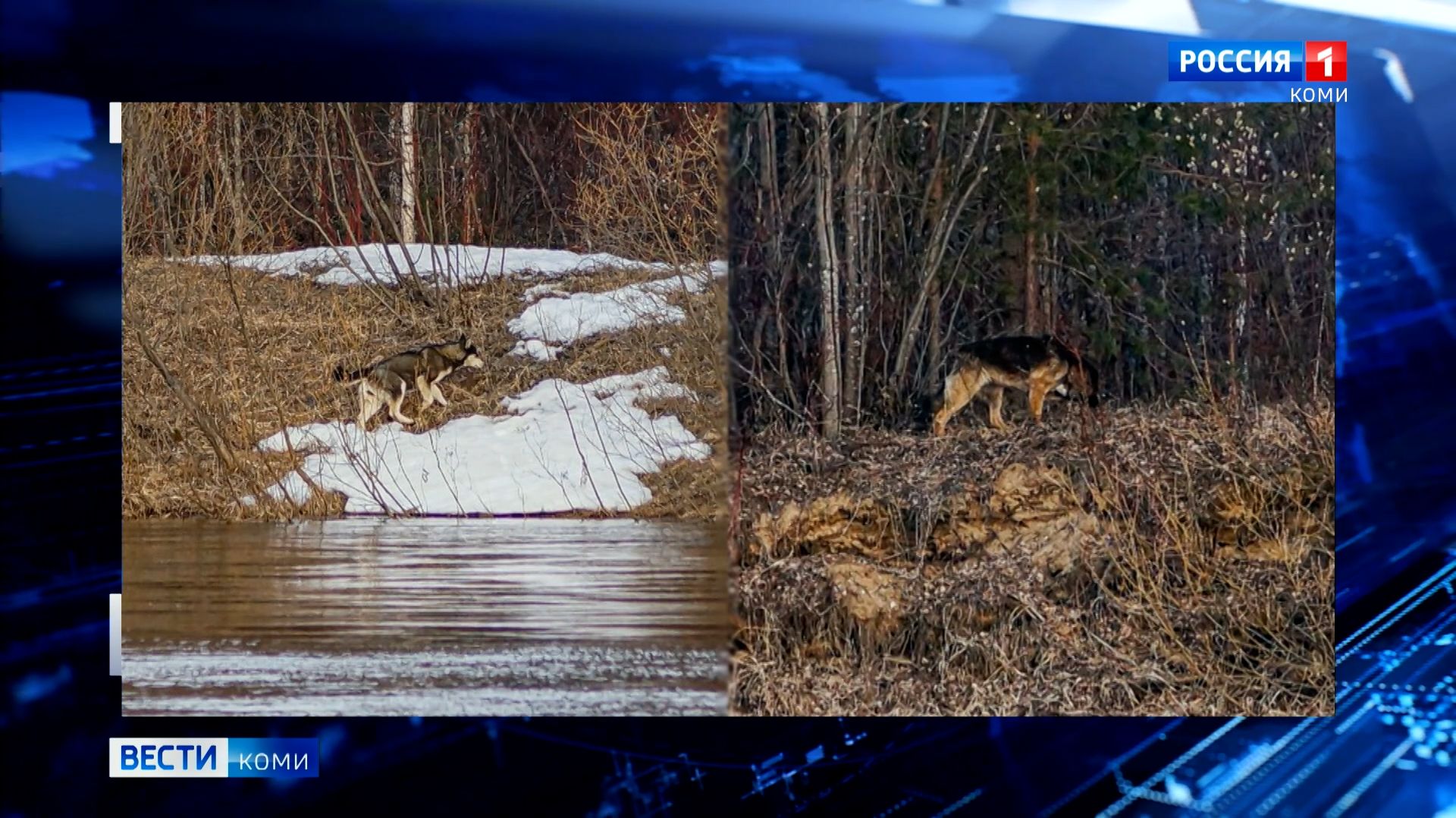 «Вести-Коми» продолжают следить за судьбой собак, которые оказались по ту сторону реки Сысолы