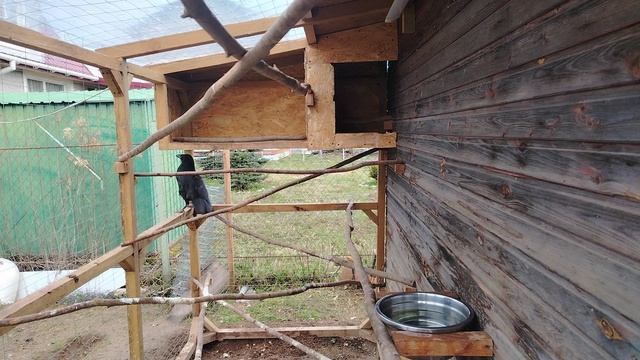 Ворон Гриша 24 апреля с праздником