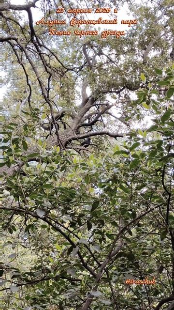 23 апреля 2026 г. Алупка. Воронцовский парк. Поет черный дрозд #ялта #ялта2026 #алупка