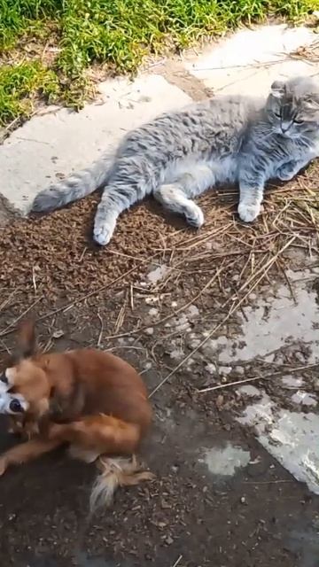 Две подруги всегда вместе