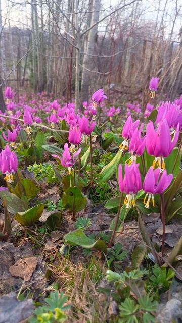 Весна в Кузбассе