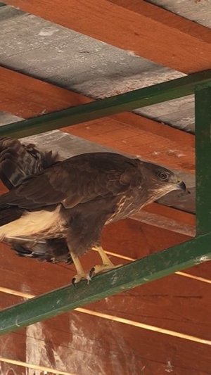 Загадочный мир хищных птиц: экскурсия по птичьему дому приюта 🦅🕊️