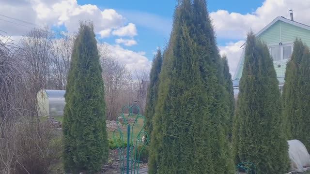 На даче 24.04.26г.🏡Обзор цветников!🌷Делаю дорожку в теплице.