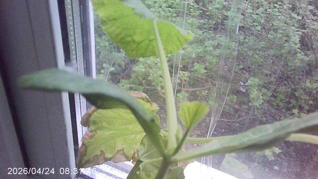 Обзор кабачкового растения сорта 