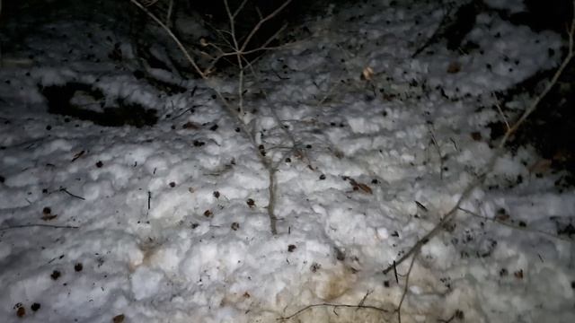 Охота с лайкамитаксой ягдтерьером. Добыли енотовидную собаку.