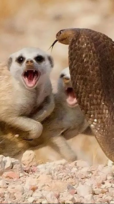 🩸 Маленькие убийцы | Шокирующая правда о сурикатах