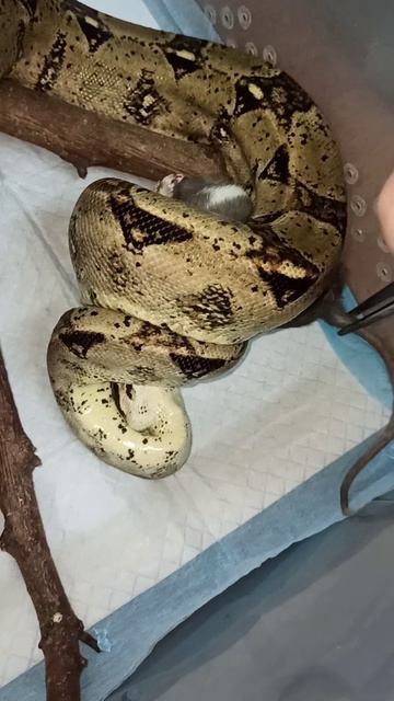 Кормление удава Буринга.