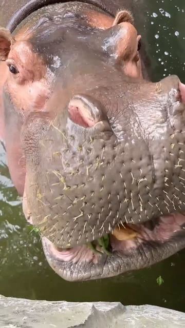 Завтрак бегемота