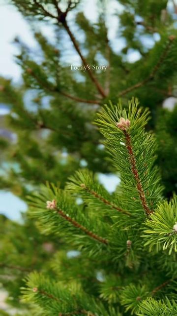 #осетия #горы #кавказ #путешествия#туризм #владикавказ#экскурсия#россия