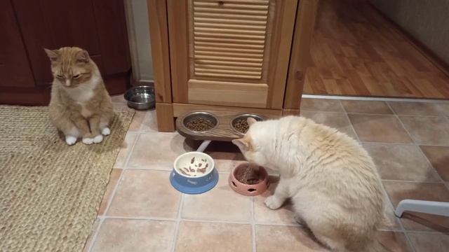 кошки волшебника и это не все...