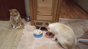 кошки волшебника и это не все...