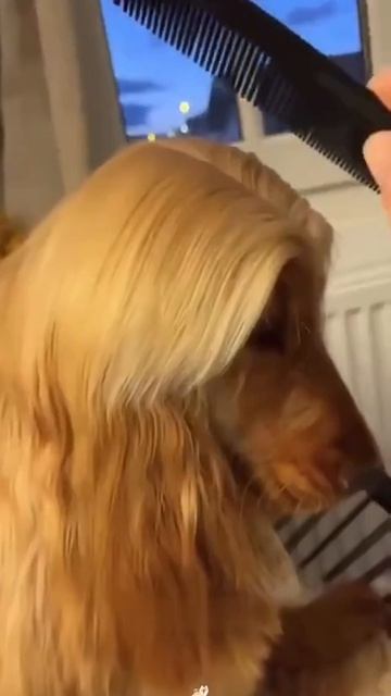 Прикольные собачьи стрижки