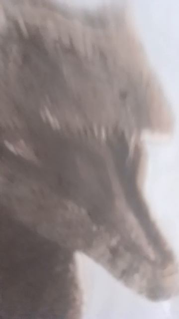 ГИГАНТОЗАВР ФОНК😈😈😈