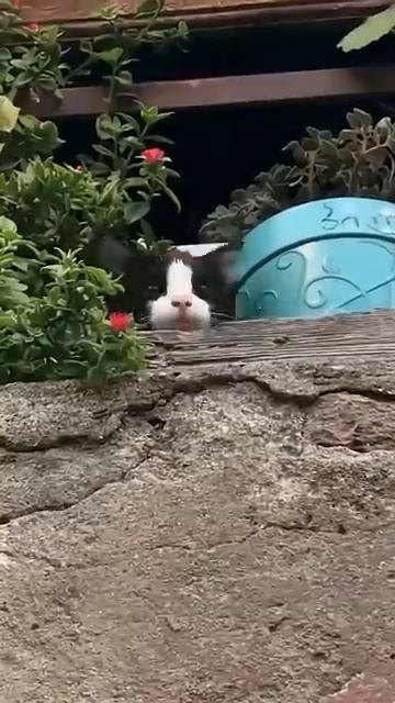 Коты и магия