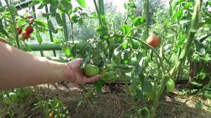 Влог от 15.08.2022