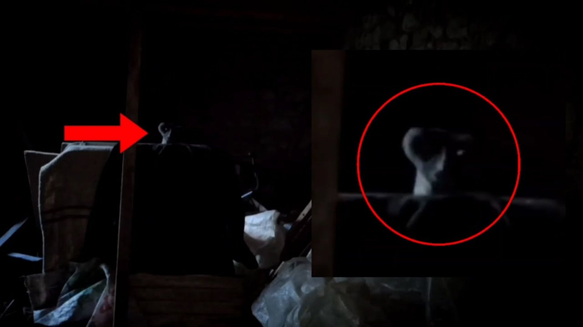 Странное существо попавший в поле камеры наблюдения в заброшках