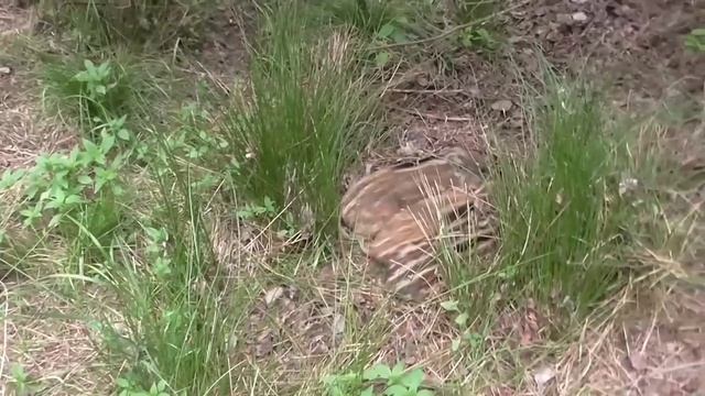 Съёмка дикого кабана.