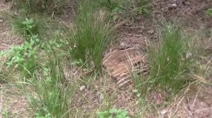 Съёмка дикого кабана.