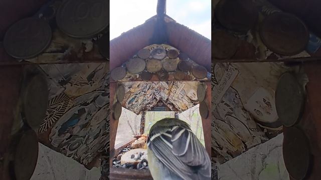 1000016223.mp4Жизнь кормушки.24.04.2026г.