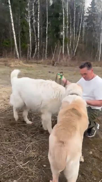 Медвежонок САО Тарзан 🍀ищет 🏠❗🙏💯🙏 ему на 💊 ветмедин для ❤#сао #собака #алабай #любовь #охрана