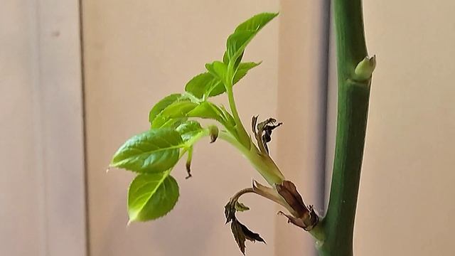 Новый росток на розе из букета