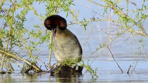 Минутка любви на канале. Чомга.