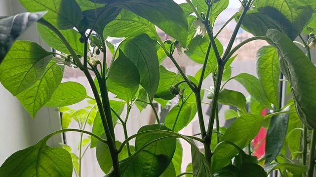 Что случилось с рассадой ?