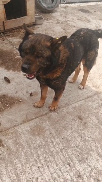 Большой Невозвратный Медвежонок Миша  В ОТЛОВЕ...Он никому больше не нужен...
⚡СРОЧНО