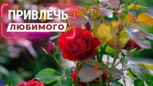 Привлечь любимого (конкретного) мужчину. Привлечь избранника  | Саблиминал