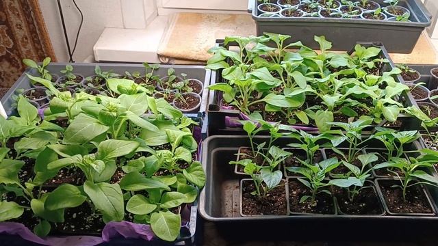 240426 ОПЯТЬ ПРО РАССАДУ