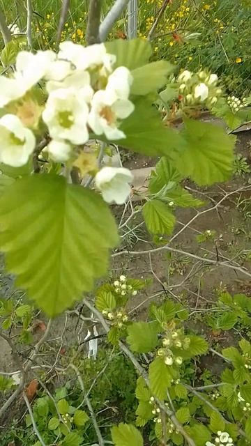 Завязались плоды на инжире, цветет боярышник