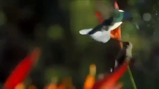 Капля росы. Цветы. Колибри.