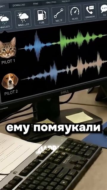 пушистые авиалинии