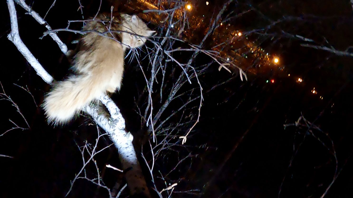 Потерянная рыжая