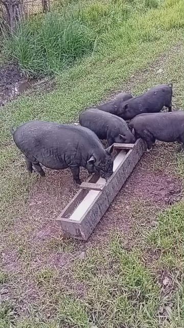 вьетнамские свиньи