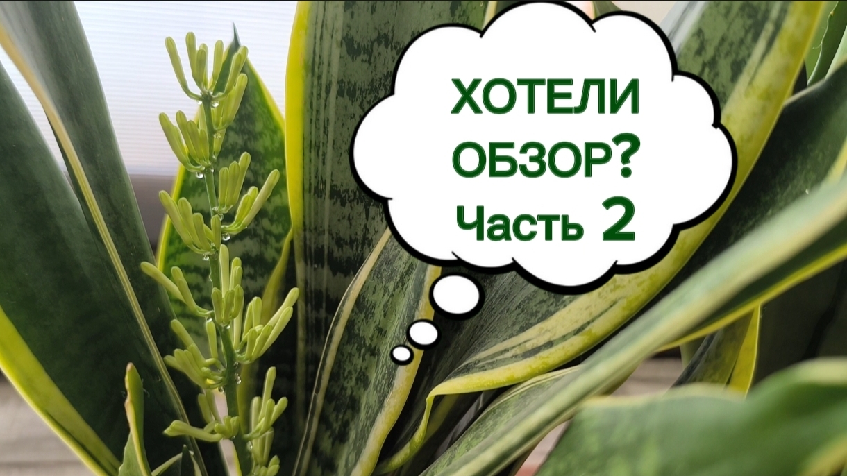 Продолжение ОБЗОРА РАСТЕНИЙ Часть 2. 24-04-2026