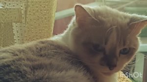 КУПИЛА НОВЫЙ КОВРИК- КОГТЕТОЧКУ СВОИМ КОШЕЧКАМ