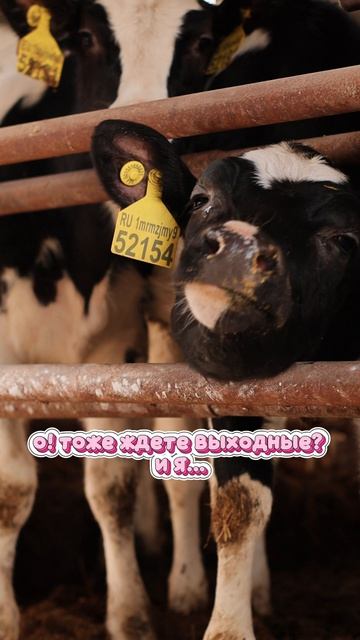 Пятничное настроение 🐮👀