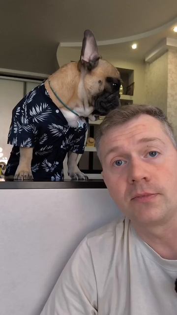 Когда у хозяина руки не из того места, кровоостанавливающая пудра #французскийбульдог