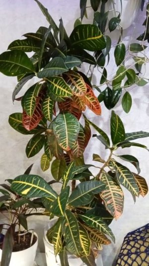 Красивое комнатное растение